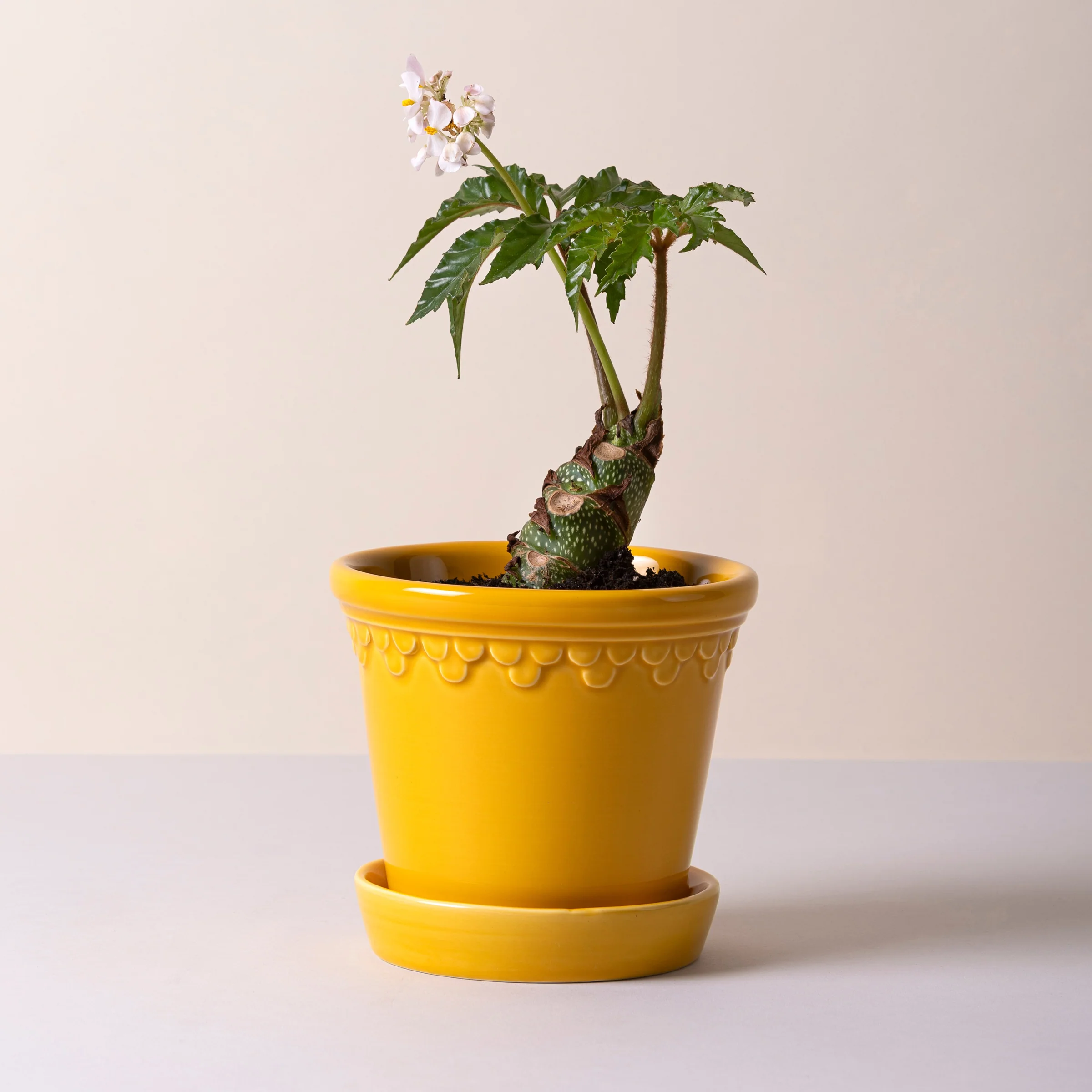 Kobenhavner Glazed Amber Yellow 16cm Pot with Saucer - Image 4